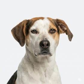 Hank, the Dumpster Dogs mascot dog
